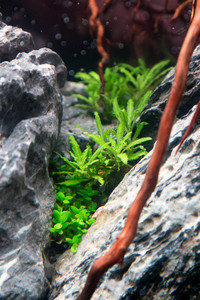 90x45x45 ADA style aquascape