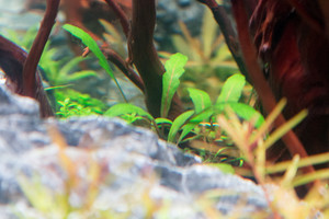 90x45x45 ADA style aquascape