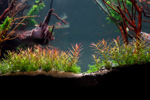 90x45x45 ADA style aquascape