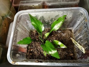 Cryptocoryne zaidiana (Криптокорина заидиана)