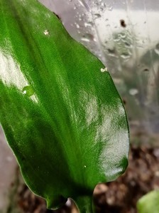 Cryptocoryne zaidiana (Криптокорина заидиана)