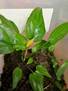 Cryptocoryne wongsoi