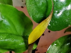 Cryptocoryne wongsoi