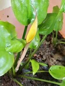 Cryptocoryne wongsoi