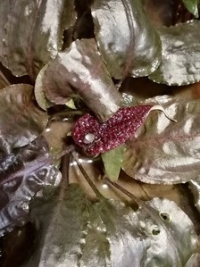 Cryptocoryne nurii