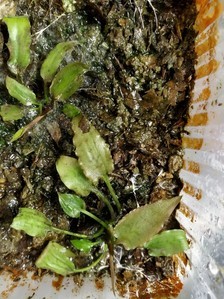 Cryptocoryne regina (sp. Silver Queen) - под водой