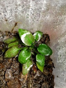 Cryptocoryne regina (sp. Silver Queen) - под водой