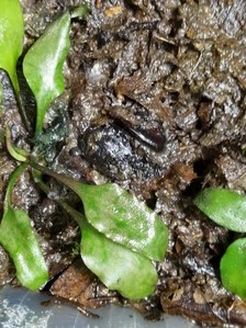 Cryptocoryne regina (sp. Silver Queen) - под водой