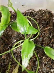 Cryptocoryne regina (sp. Silver Queen) - под водой