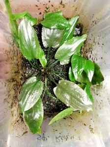 Cryptocoryne nurii