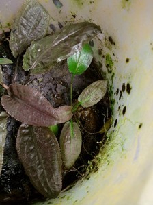 Cryptocoryne thwaitesii "1996"