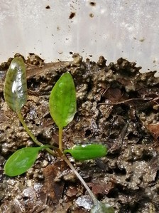 Cryptocoryne x Timahensis