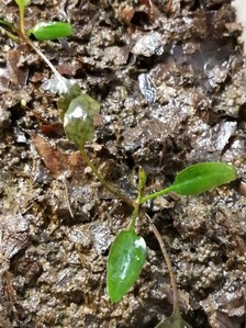 Cryptocoryne x Timahensis