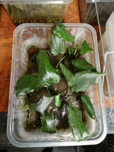 Cryptocoryne scurrilis (Криптокорина шутовидная).