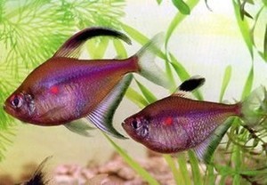 Рубростигма. Тетра краснопятнистая Hyphessobrycon erythrostigma