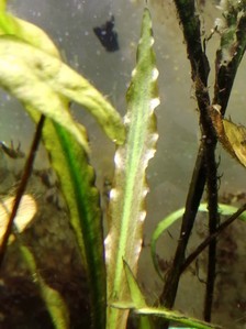 Вариации на тему cryptocoryne spiralis