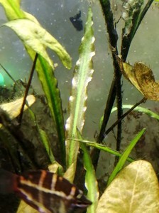 Вариации на тему cryptocoryne spiralis