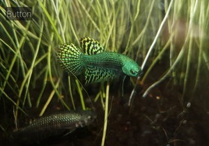 Фотографии наших Betta splendens