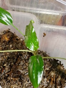 Cryptocoryne х-purpurea (Меристема Деннерле)