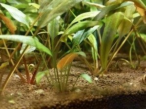 Cryptocoryne pygmaea (Криптокорина пигмея)