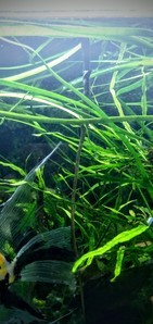 Cryptocoryne nurii