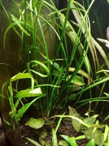 Вариации на тему cryptocoryne spiralis