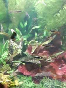 Cryptocoryne hudoroi