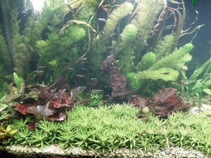 Cryptocoryne hudoroi