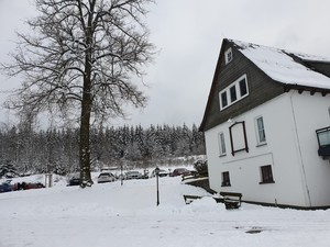 Лесные прогулки.