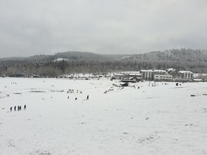 Лесные прогулки.