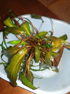 Cryptocoryne nurii