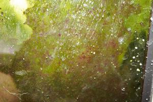 микс кормовых водорослей