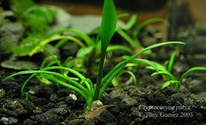 Cryptocoryne parva