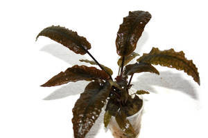 cryptocoryne-wendtii-brown