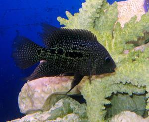 Red texis cichlid