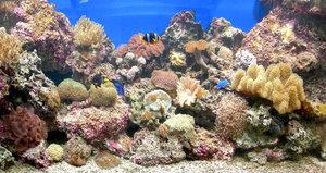 морской аквариум 800л и прочее