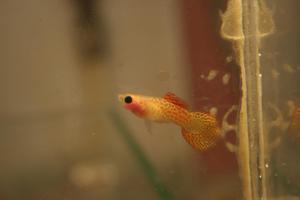 Endlers Glass Belly Red Lace