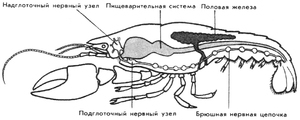 для форума