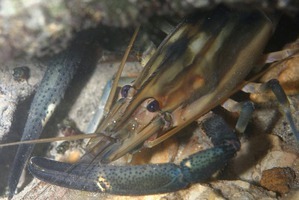 Macrobrachium carcinus