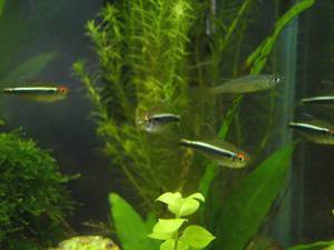 black neon tetra