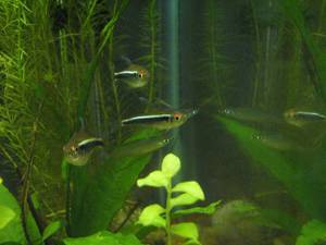 black neon tetra