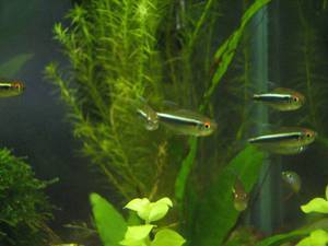 black neon tetra