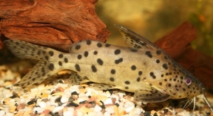 Synodontis