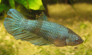 Betta splendens - плавниковая гниль?