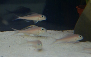 Xenotilapia nigrolabiata 'fire line'