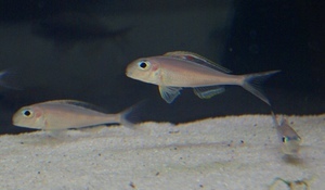 Xenotilapia nigrolabiata 'fire line'