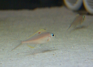 Xenotilapia nigrolabiata 'fire line'