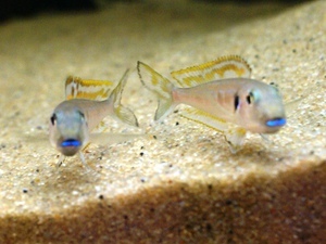 Xenotilapia bathyphilus 'blue lips'