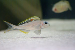 Xenotilapia nigrolabiata 'fire line'