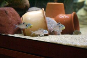 Xenotilapia bathyphilus 'Kekese'